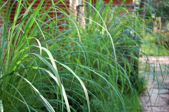 Nearing the End of October and Lemongrass